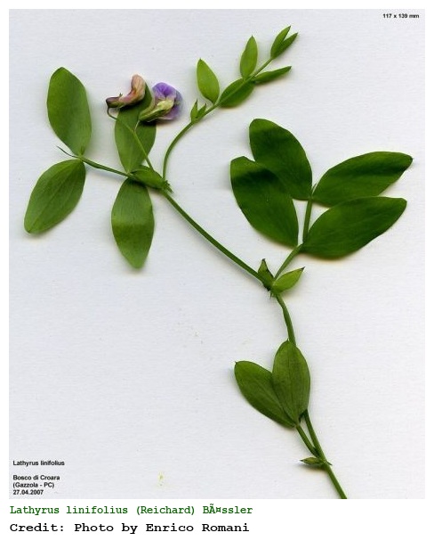 Lathyrus linifolius (Reichard) BÃ¤ssler